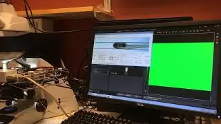 Tools available in the Villablanca lab - Macrophage visualization in vivo using the VAST platform