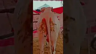 jaffer mandi ✨#foryourpage #foryourpage #fypシ#fy #viral #viralvideo#shortshorts @Malik-waqas171
