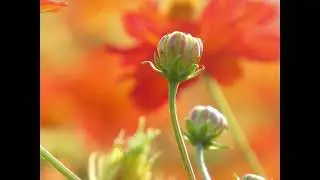 Crossfire - Conditional #lucid #dreaming #music #relaxation #dream #healing #soothing #peaceful