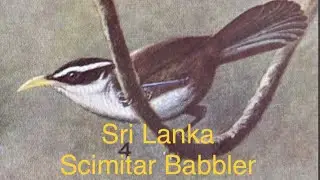 Sri Lanka Scimitar babbler