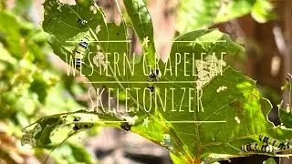 Western Grapeleaf Skeletonizer