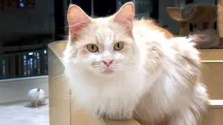 半個室の猫カフェ Moff animal cafe 南町田グランベリーパーク店に癒されに行った