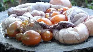 Primitive Technology   Awesome Cooking Eggs   chicken Eggs cook on rock eating delicious