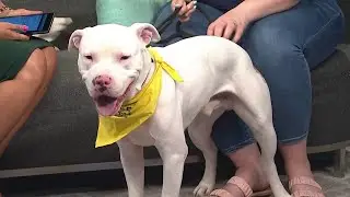 KPRC 2 Pet Project: Meet Pedro!