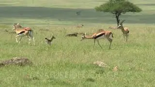 Thomson's Gazelle (Eudorcas thomsonii) fawn walking around in search for mother.