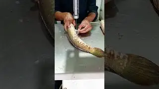 Live Amazing Huge Sola Fish Cutting Skills Live ||&nbsp;#shorts#youtubeshorts