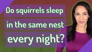 Do squirrels sleep in the same nest every night?