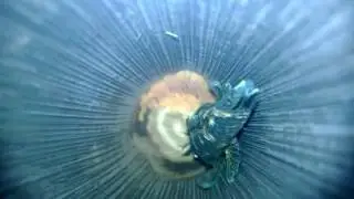 Bristlenose Ancistrus Male with fry  2/2