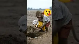 monkey#journey#comment#like#love#subscribe#support#viralshort#❤️🙏