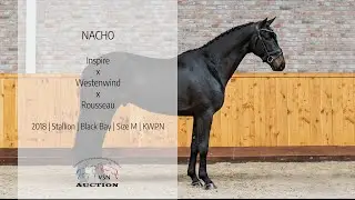 Nacho (v.Inspire x Westenwind)
