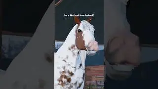 О.. НОВАЯ ЛОШАДЬ!! #blowup #horse #horsey #roblox #strideway