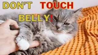 Why Don&rsquo;t Cats Like Their Belly Touched You&rsquo;ve Been Doing It All Wrong!