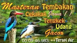 Masteran Tembakan Cekakak Jawa | Tengkek Udang | Gacor  |#kicauburung #kicau #cekakak #tengkek