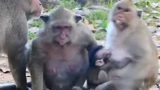 All female monkey in Amri troop so scare when bad king Skippy come to close them | Monkey Jilla