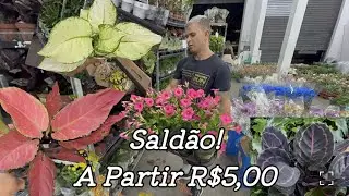 Plantas Ornamentais e Orquídeas em São Paulo! 