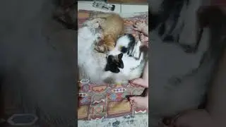 minha gata pensa que meu netinho &eacute; um filhote dela #gatossendogatos #gatinhosfofoseengra&ccedil;ados