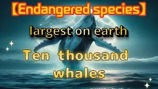 【Endangered species】　Blue whale ecology
