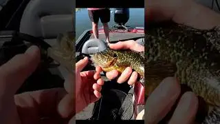 Warmouth on the California Detla #fishing #bassfishing #exotic