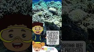 TARA NA TUBBATAHA REEF!