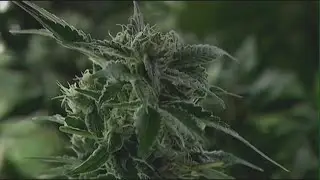 Gov. Evers cites revenue, reform in push to legalize marijuana | FOX6 News Milwaukee