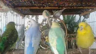 ASMR Wellensittich Relax Session  🕊️ #Sleep #Calm #Birdsong