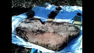 Yale Confirms My Claims on Mudfossil Soft Tissue Exceptional Preservation and I Have Human Giants