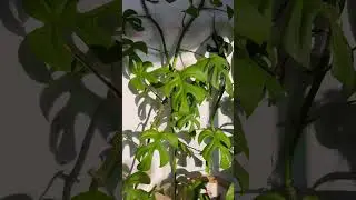 Rhaphidophora tetrasperma ✨🪴 #plants #indoorsplants