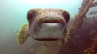 Boavistadiving atlantida & taliarte