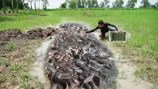 Unique Fishing in Rainy Season - Catching & Black Catfish at Field - Top Fishing Videos
