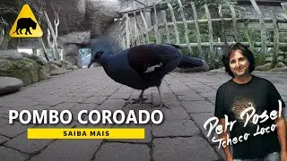 Pombo Coroado