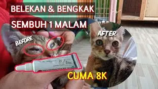Mengobati Mata Kucing Belekan, Bengkak dan Berair