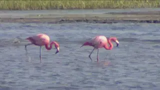 Flamingo sightings spark curiosity in South Bay community