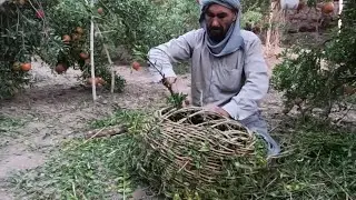 Basket Weaving with Pomegranate Branches : Village lifestyle of Iran (2022)