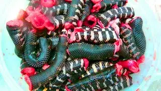 10 Exotic Meats Americans Would NEVER EAT!
