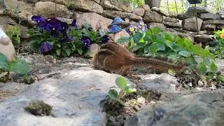 Cat Games | Chipmunk TV for Cats to Watch #CatGames #CatCare #catgamesonscreen #Chipmunk
