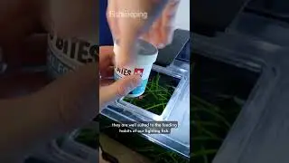 Fluval Bug Bites- a great food for bettas!