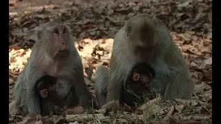 How To See Monkey Butter and Briget Mama Monkey Walk Moving From Bak Sei Chamkrong Temple