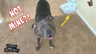 Smart Pitbull Knows How To Talk To His Dad!!