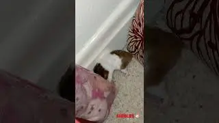 Hamster Nibbles going nuts for a cushion #hamster #hammy #nibbles #rodentsofinstagram