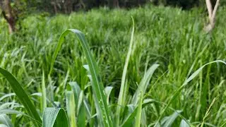 Juncao grass 