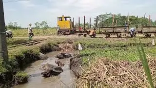 Keio Yashima PG Kedawung Melangsir Lori Di Kebun Ditemani Kerbau Yang Sedang Mandi