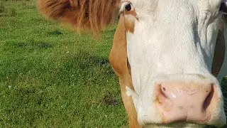 Relaxing Cow Video 🐄 Countryside Sounds 🐄