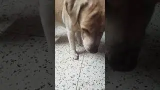 Casari meet new friend #labrador