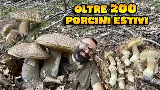 CENTINAIA di PORCINI Estivi Boletus Aestivalis
