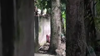 Cat vs snake fight: Which animal will win? Watch to find out