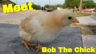 Meet Bob The Chick