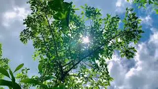Golden hour hits different when the earth is this green. ☀️#GoldenHour #NatureAesthetic