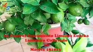 04 Control Crecimiento Limones Eureka Limonero Cultivado en Maceta 181013 Huerto Urbano Luis Servia