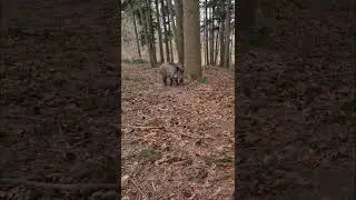 Wildschwein