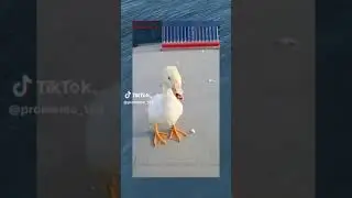 Duck Meme